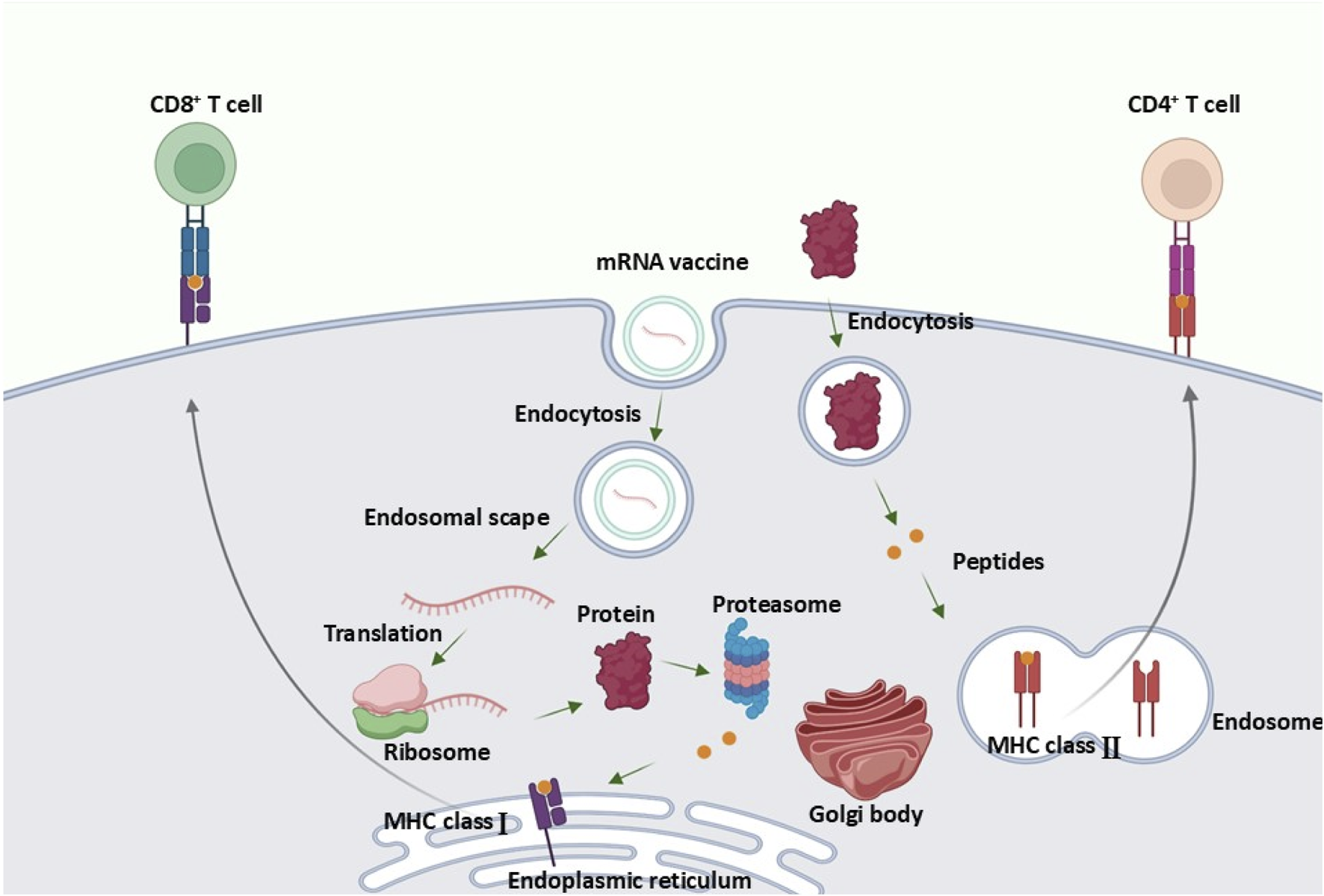 mRNA vaccine structure and delivery
